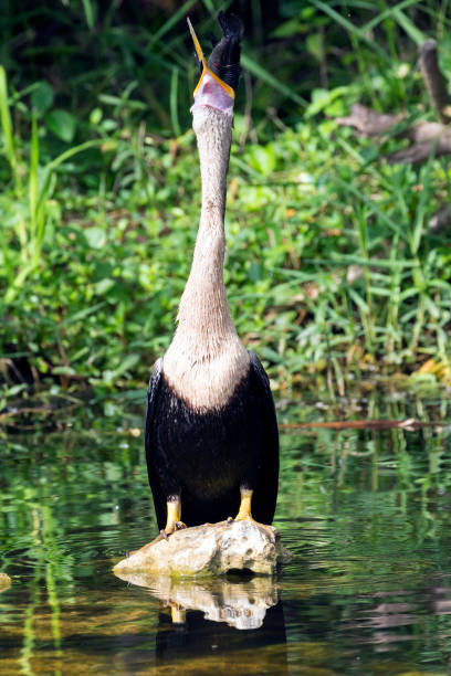 istock Wild Anhinga Eating Fish - Everglades National Park 1134569434