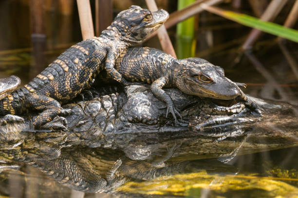 istock Wild Baby Alligators - Everglades National Park 1134569468