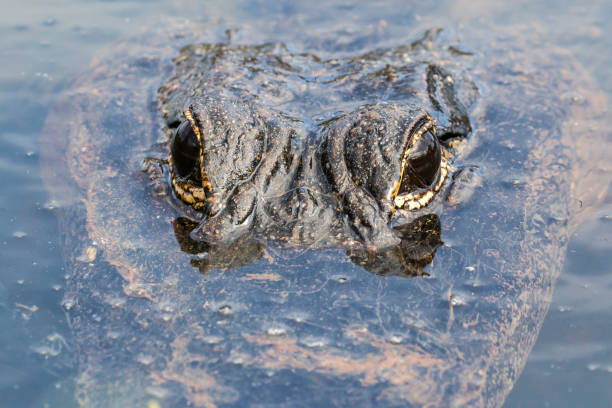 istock Wild Alligator - Everglades National Park 1134569557