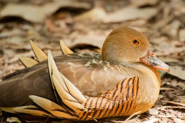 Plumed whistling duck outside in nature during the day
