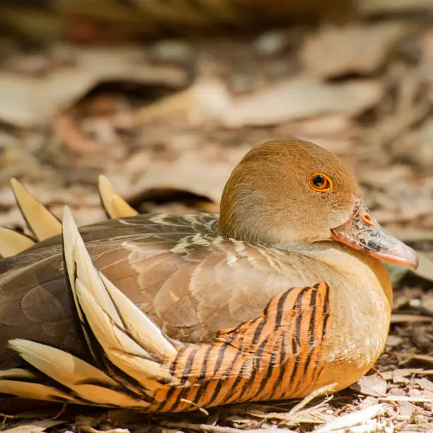 Plumed whistling duck outside in nature during the day