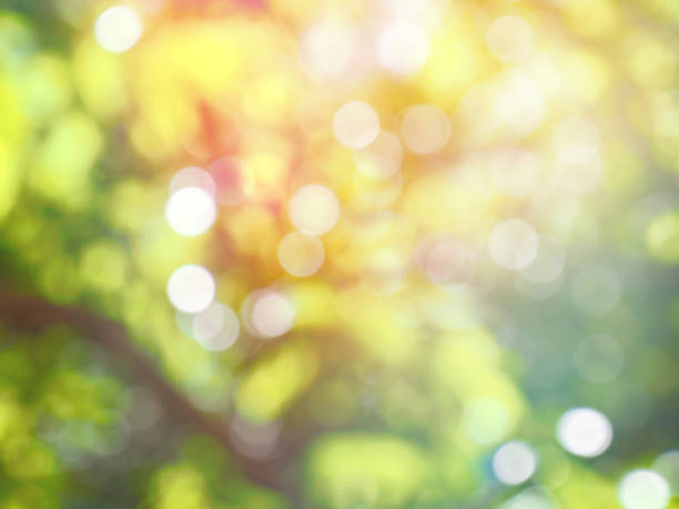 istock Leaf bokeh in the forest, missed focus 1134570563