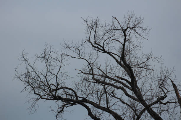 istock Reaching to the Winter Sky 1134572827