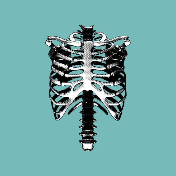 ilustraciones, imágenes clip art, dibujos animados e iconos de stock de grabado del hueso de la espina dorsal aislado en bg verde - rib cage