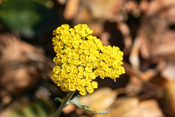 Macro photo of fernleaf yarrow flowers (Achillea filipendulina), California Macro photo of fernleaf yarrow flowers (Achillea filipendulina), California fernleaf yarrow in garden stock pictures, royalty-free photos & images