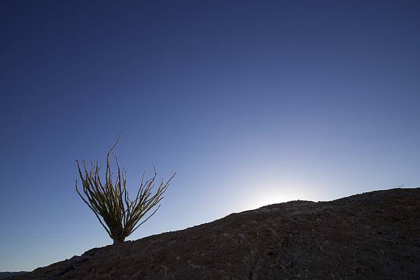 окотильо! - desert flower california cactus стоковые фото и изображения