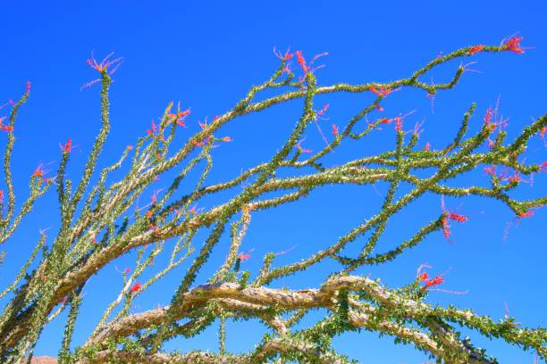 окотильо! - desert flower california cactus стоковые фото и изображения