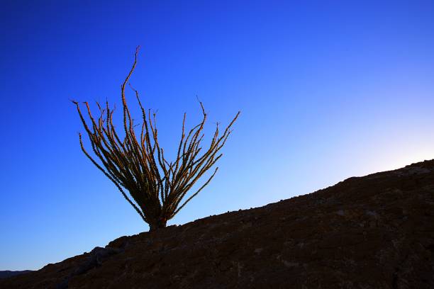 окотильо! - desert flower california cactus стоковые фото и изображения