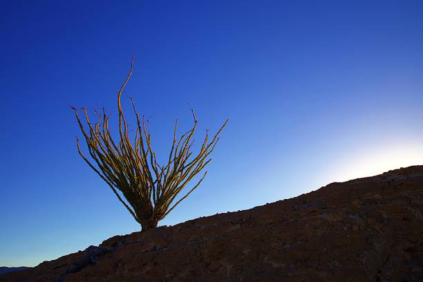 окотильо! - desert flower california cactus стоковые фото и изображения