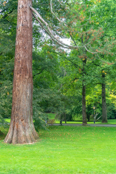 bellissimo parco nel cuore di baden-baden, germania - baden baden green street fountain foto e immagini stock