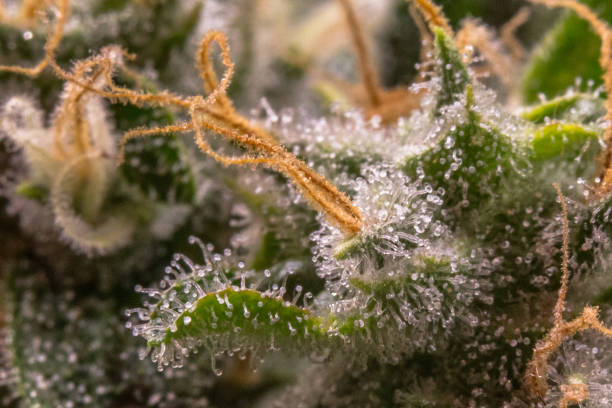 Cannabis Trichomes A macro of a cannabis flower showing the thichomes taxonomy stock pictures, royalty-free photos & images