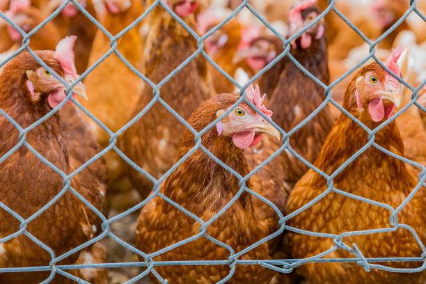 istock free range chicken on poultry farm 1134579383