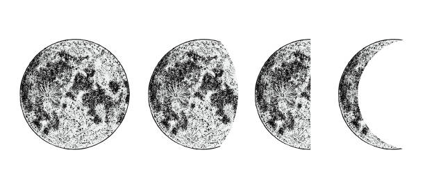 ilustraciones, imágenes clip art, dibujos animados e iconos de stock de imagen de fases lunares realistas sobre fondo blanco. ciclo dibujado a mano de fases lunares. vector - luna creciente