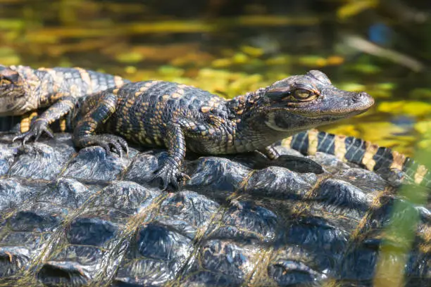 Photo of Wild Baby Alligators - Everglades National Park