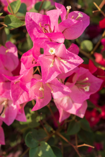 istock Bougainvillea, Asian nature 1134583045