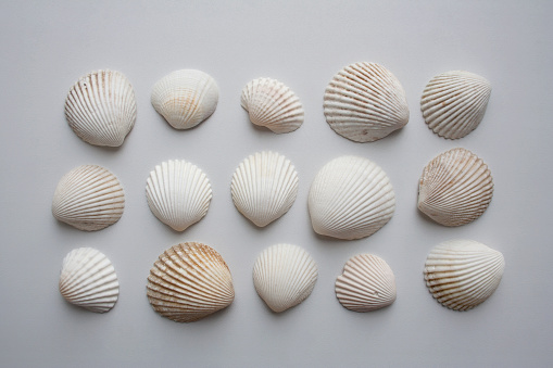 Collection of scallop seashells isolated on white background from a high angle view