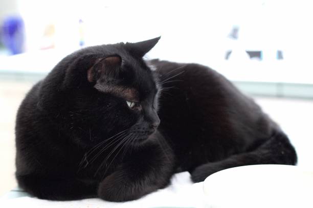 istock Satisfied And Sleepy Black Cat 1134586350