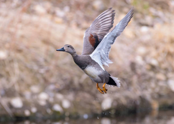 istock Male Gadwall Duck in Breeding Color 1134588660