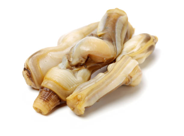 istock Razor clams isolated on white background. 1134588886