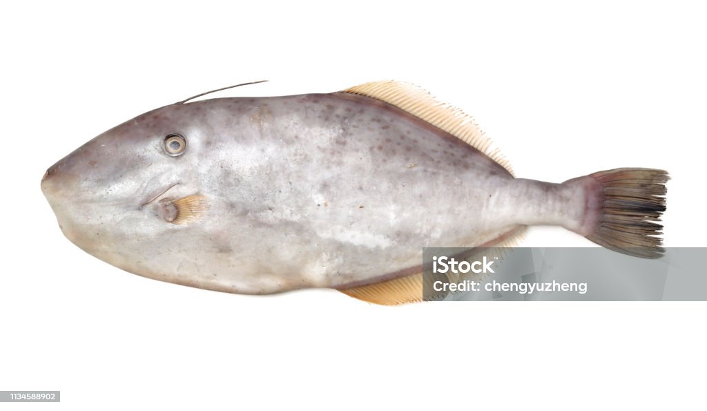 Threadsail Filefish Filefish Threadsail Filefish Fish On White Background Stock Photo ...