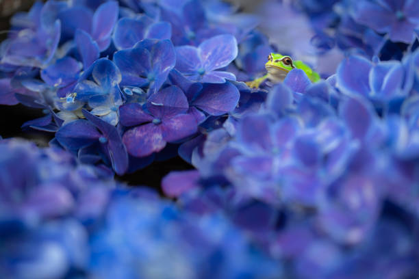 hydrangea japão - rainy season - fotografias e filmes do acervo