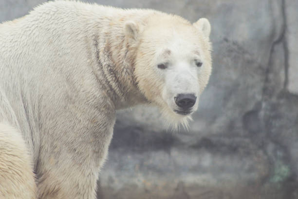 istock polar bear that looks a bit sad conservation is essential for th 1134590796