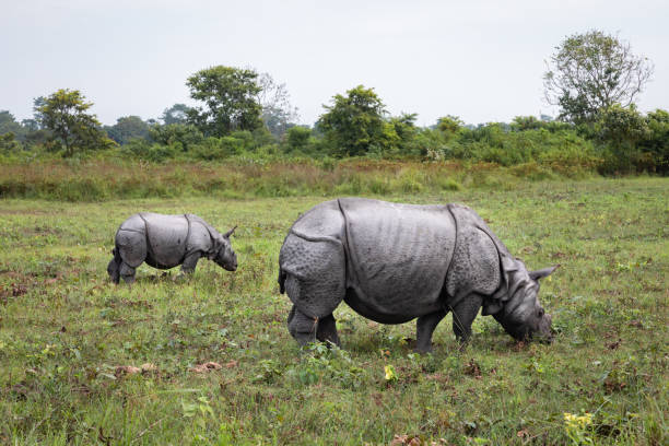 istock Manas national park assam 1134591695