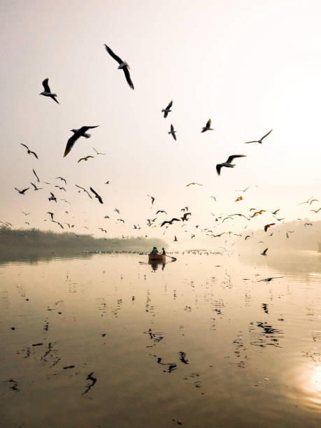 istock Seagulls of Delhi at Yamuna river 1134591802