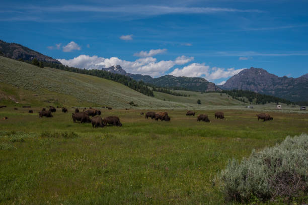 istock Large bison herd grazing in Lamar Valley in Yellowstone USA 1134592790
