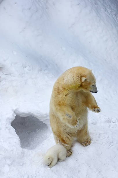 niedźwiedź polarny z młodymi na śniegu.  niedźwiedź polarny mama z bliźniakami. - polar bear arctic animal snow zdjęcia i obrazy z banku zdjęć