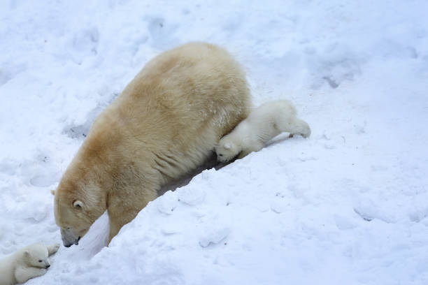 istock Polar bear with cubs on snow.  Polar bear mom with twins. 1134592853