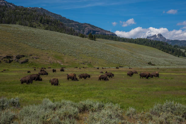istock Large bison herd grazing in Lamar Valley in Yellowstone USA 1134592873