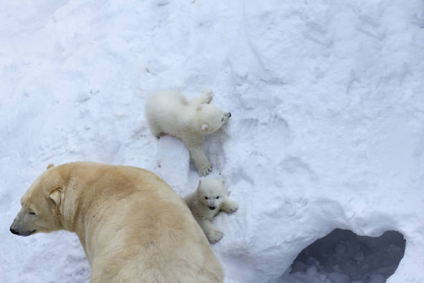 Eisbären mit Jungen auf Schnee  Eisbärenmutter mit Zwillingen. – Foto