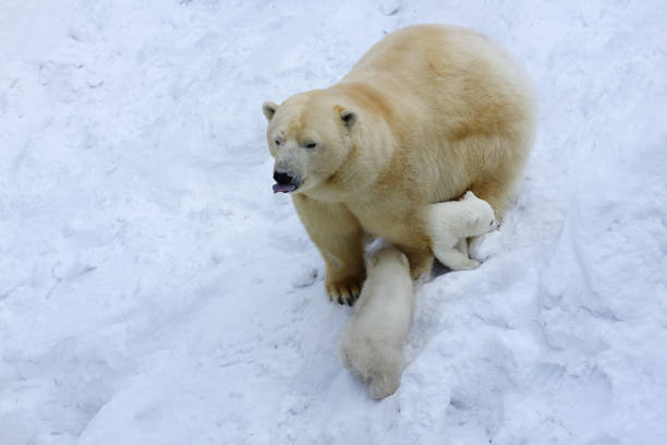 istock Polar bear with cubs on snow.  Polar bear mom with twins. 1134592885