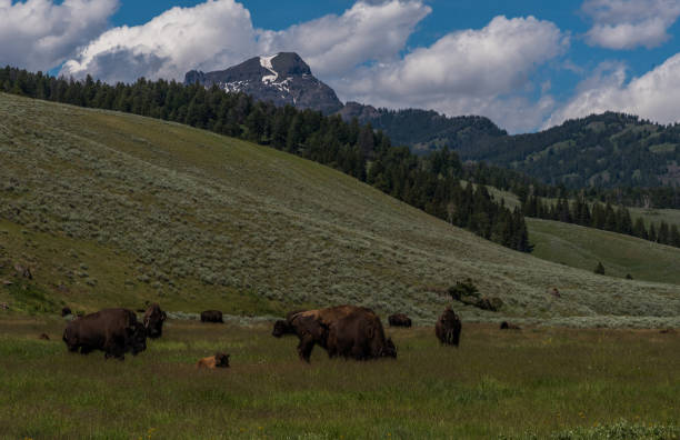 istock Large bison herd grazing in Lamar Valley in Yellowstone USA 1134592943