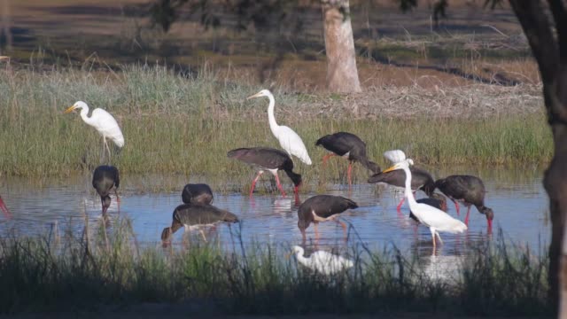 Flock of black storks fishing in freshwater