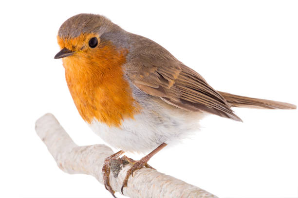istock European robin (Erithacus rubecula) on a branch isolated on a white 1134595652
