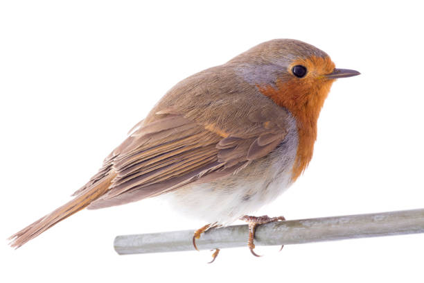 istock European robin (Erithacus rubecula) on a branch isolated on a white 1134595654