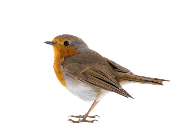 istock European robin (Erithacus rubecula) isolated on a white 1134595689