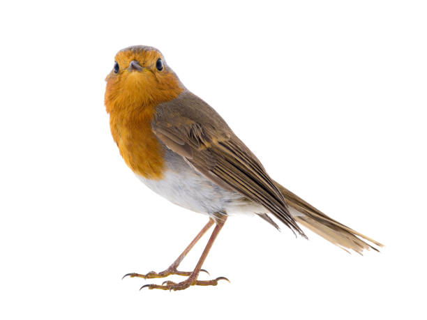 istock European robin (Erithacus rubecula) isolated on a white 1134595709