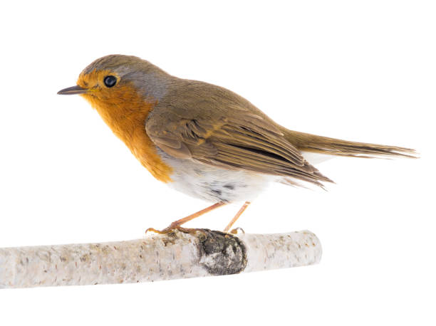 istock European robin (Erithacus rubecula) on a branch isolated on a white 1134595711