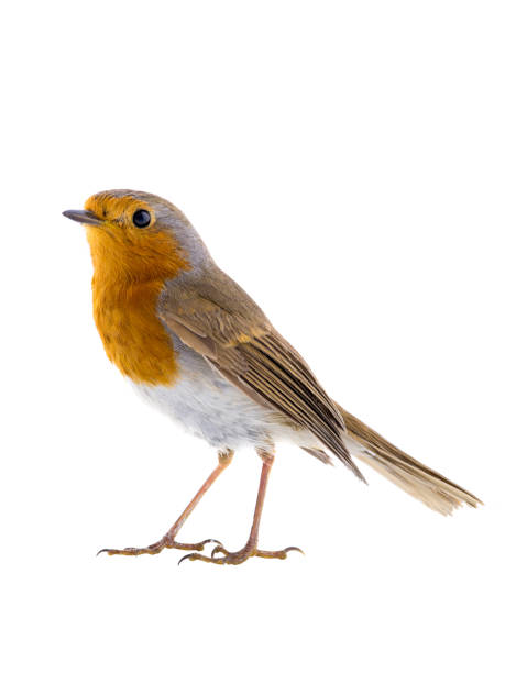 istock European robin (Erithacus rubecula) isolated on a white 1134595712