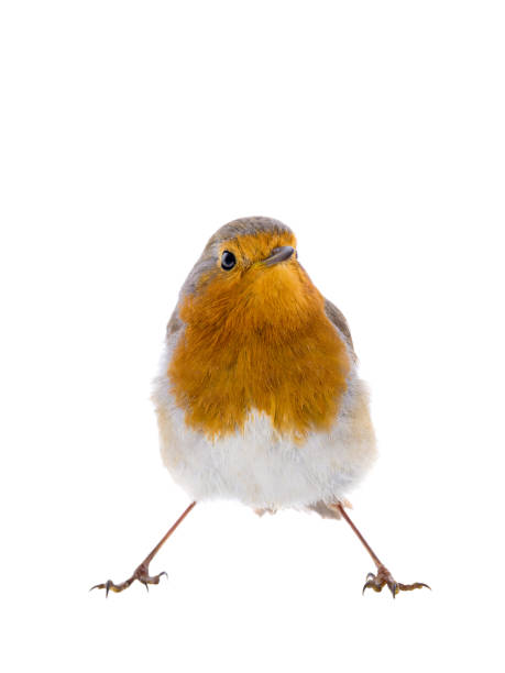 istock European robin (Erithacus rubecula) isolated on a white 1134595722