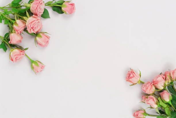 istock Flowers composition background. beautiful pale pink roses on pale violet background.Top view.Copy space 1134595884