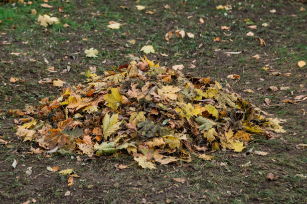 istock Autumn. Multicolored maple leaves lie on the grass 1134597102