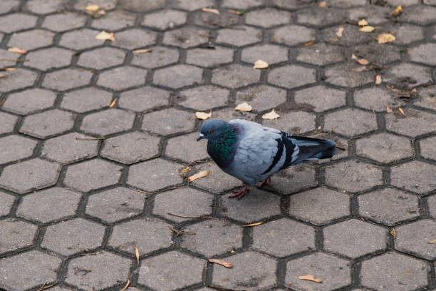 istock Lonely pigeon on asphalt in a city park 1134597955