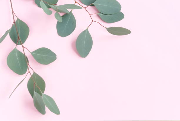 istock green eucalyptus leaves, herbs, branches,  plants frame border on white background top view. copy space. flat lay 1134598121