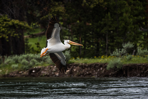 American White Pelican in flight, lands near a family of geese to join mate on the bank of the Yellowstone river.