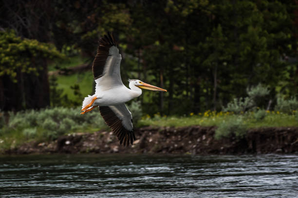 american white pelican flying and landing - pelican landing imagens e fotografias de stock