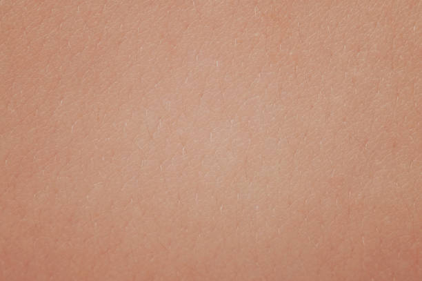 istock Skin with small hair 1134599405